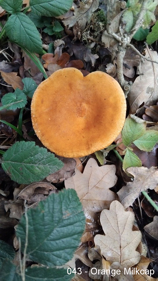 043 -  Orange Mlik Cap